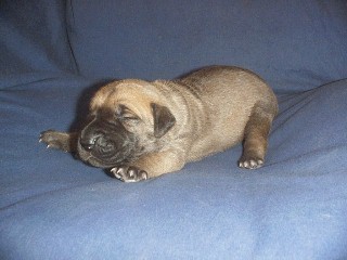 click on me! See me grow!